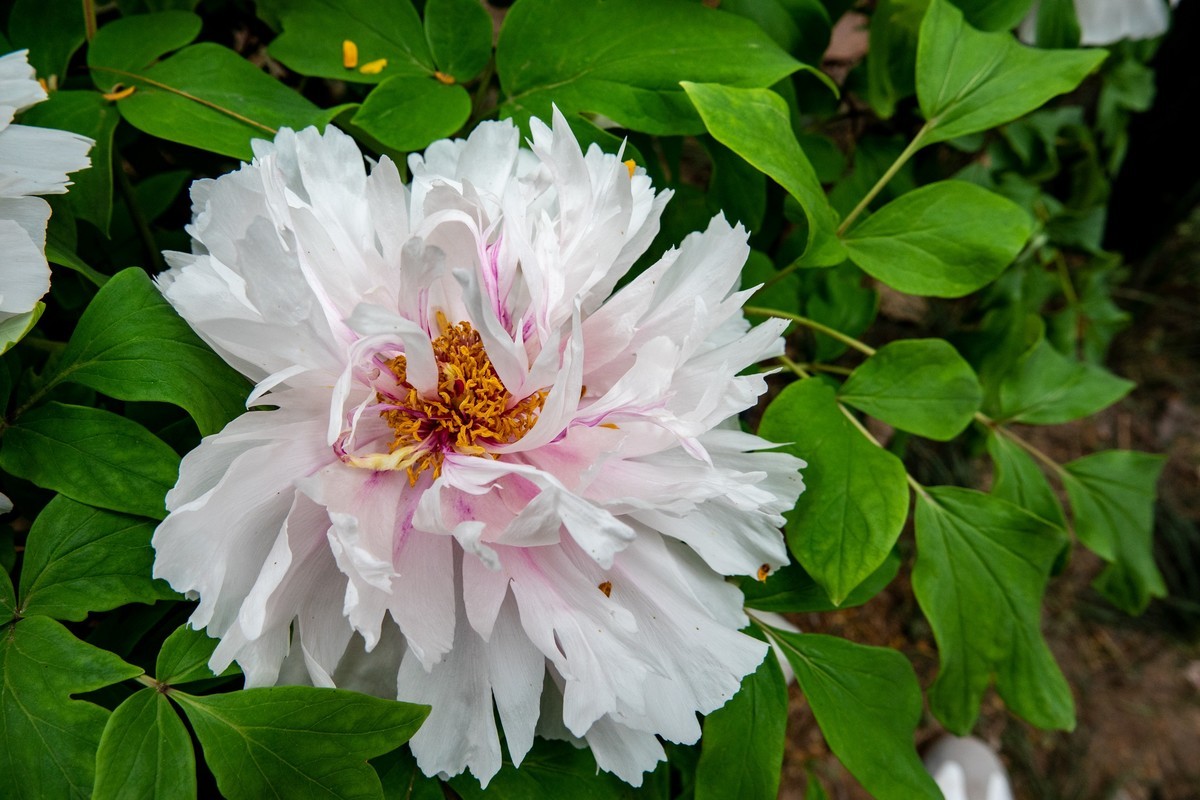 花枝招展（458）