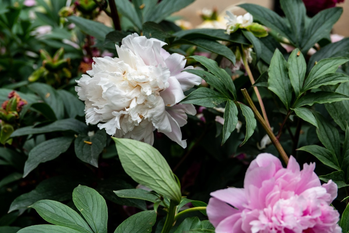 花枝招展（458）