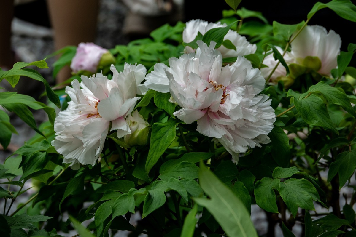 花枝招展（458）