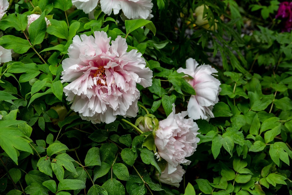 花枝招展（458）