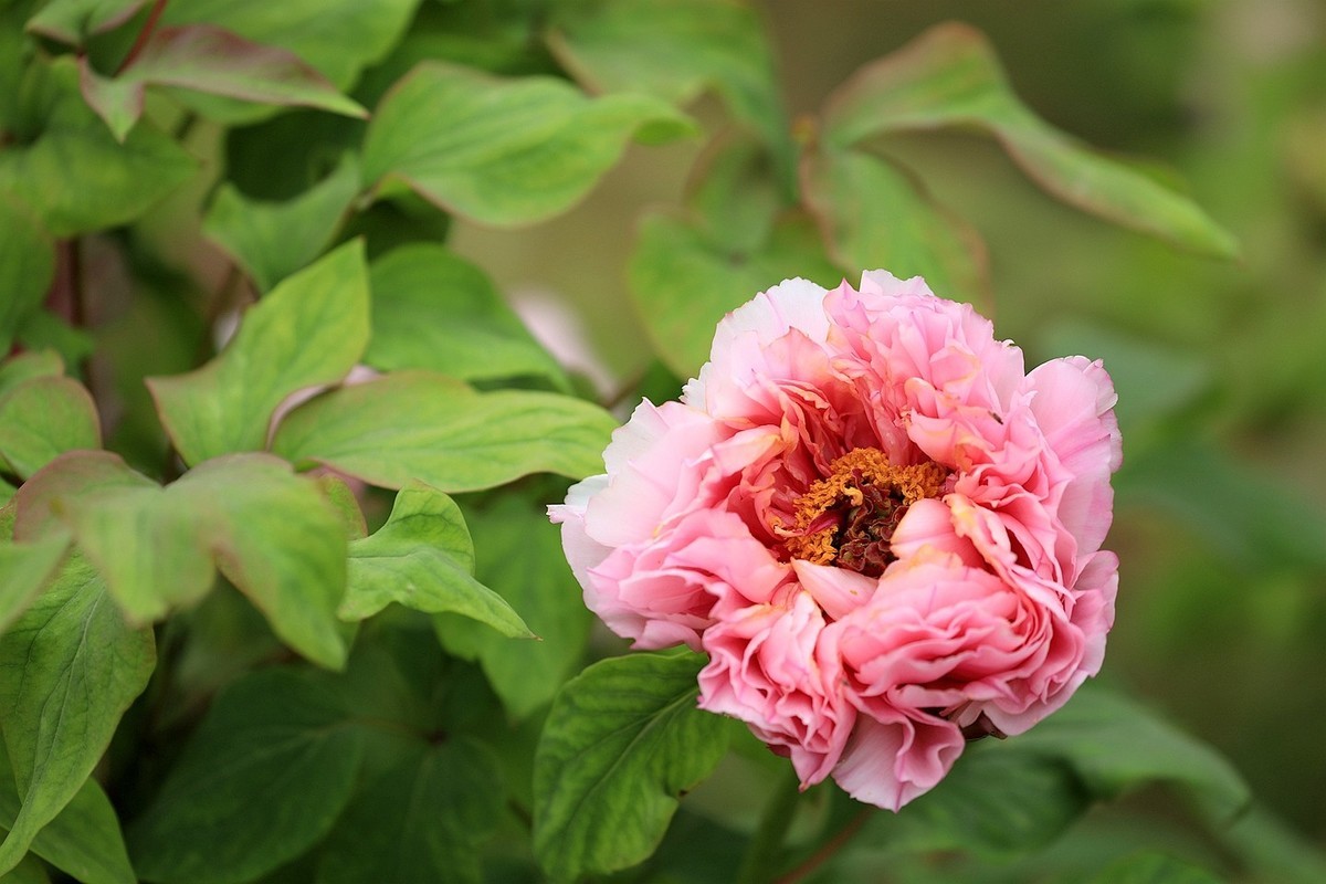 牡丹花【十四】2025.125