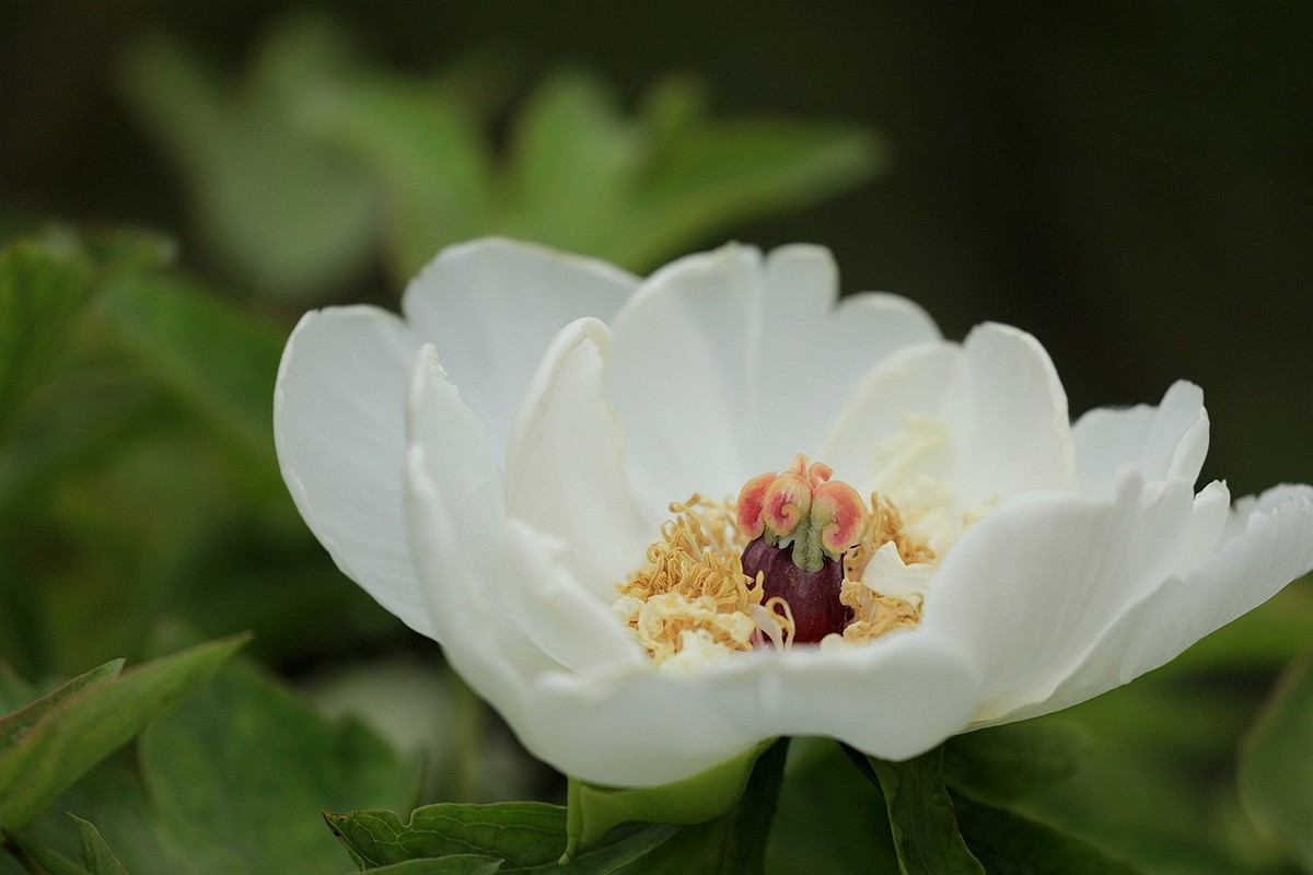 牡丹花【十四】2025.125