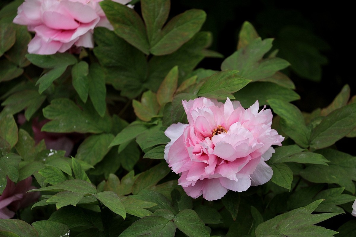 牡丹花【十四】2025.125