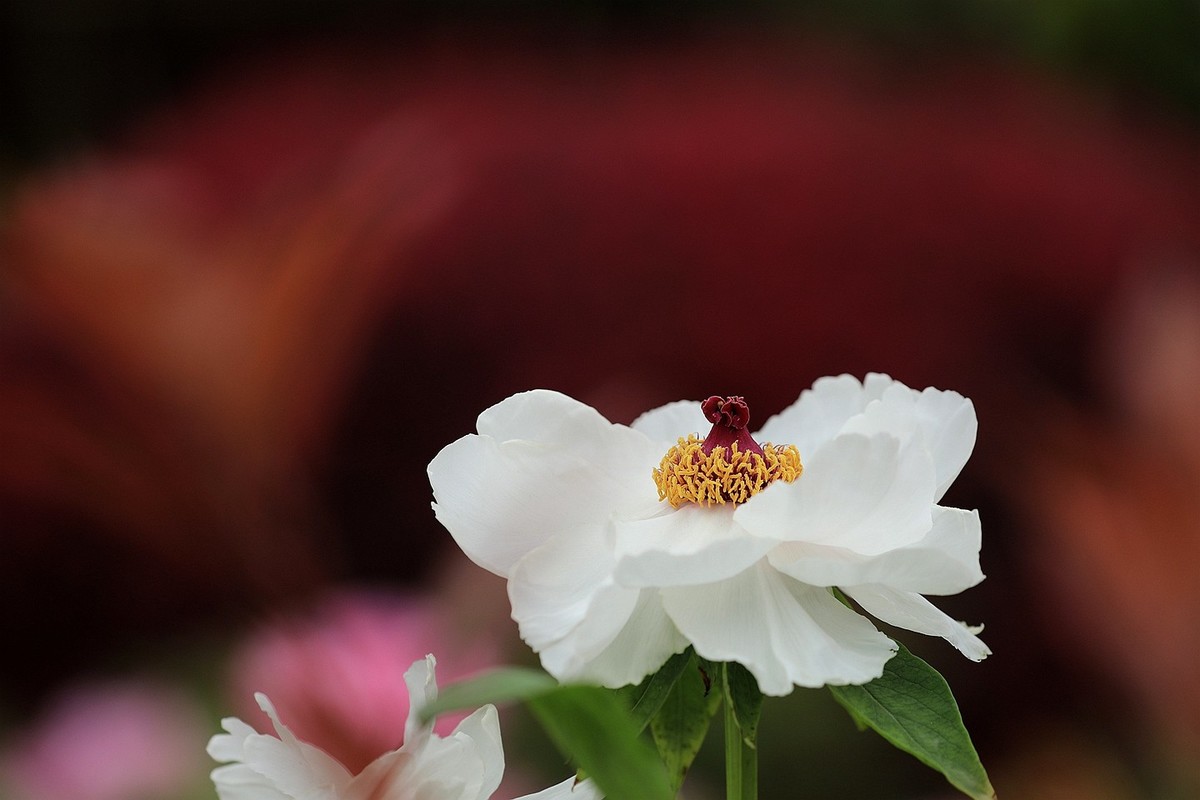 牡丹花【十四】2025.125