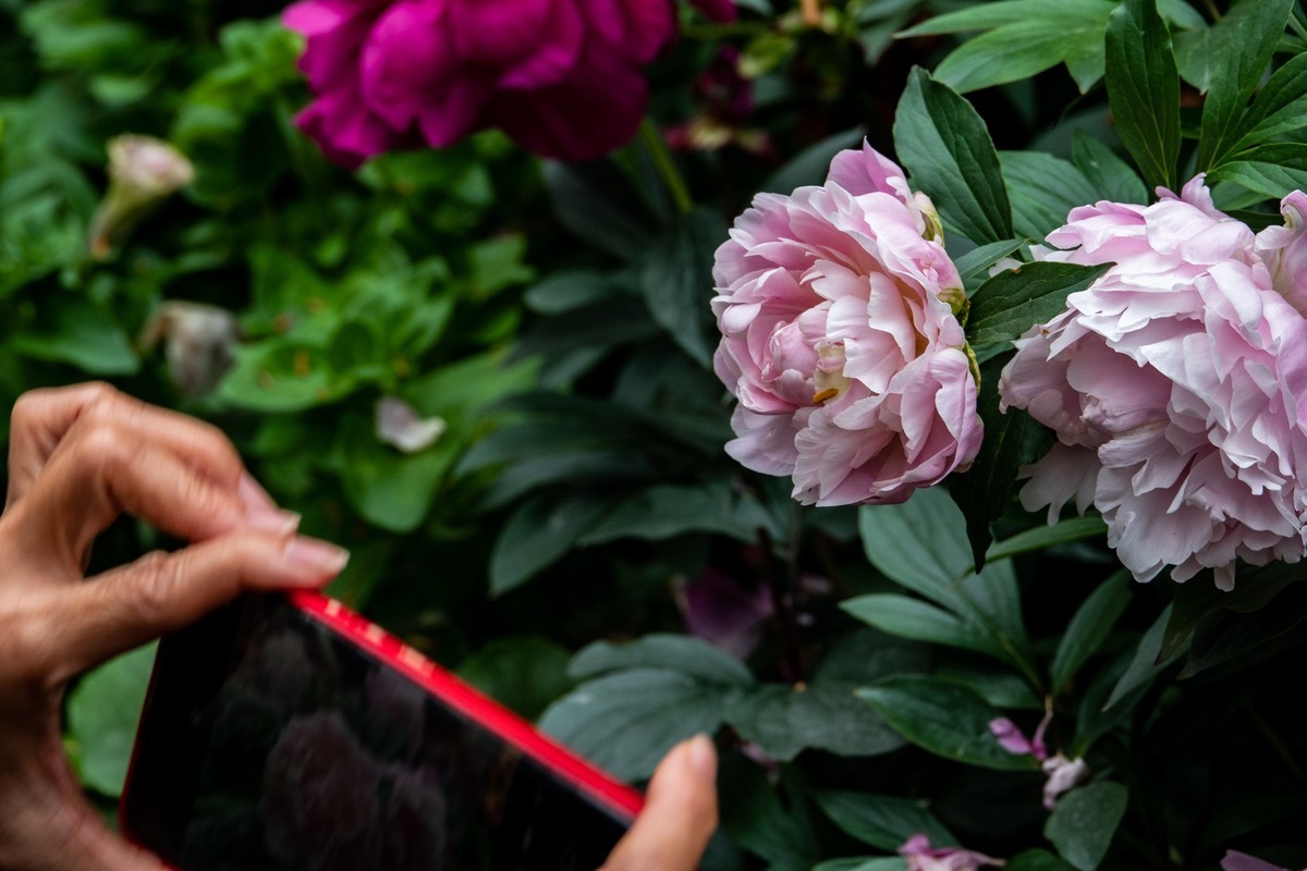 花枝招展（458）