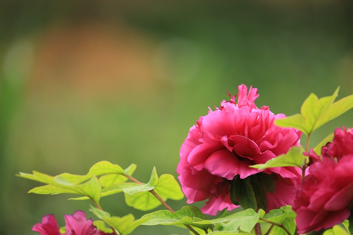 牡丹花【十四】2025.125