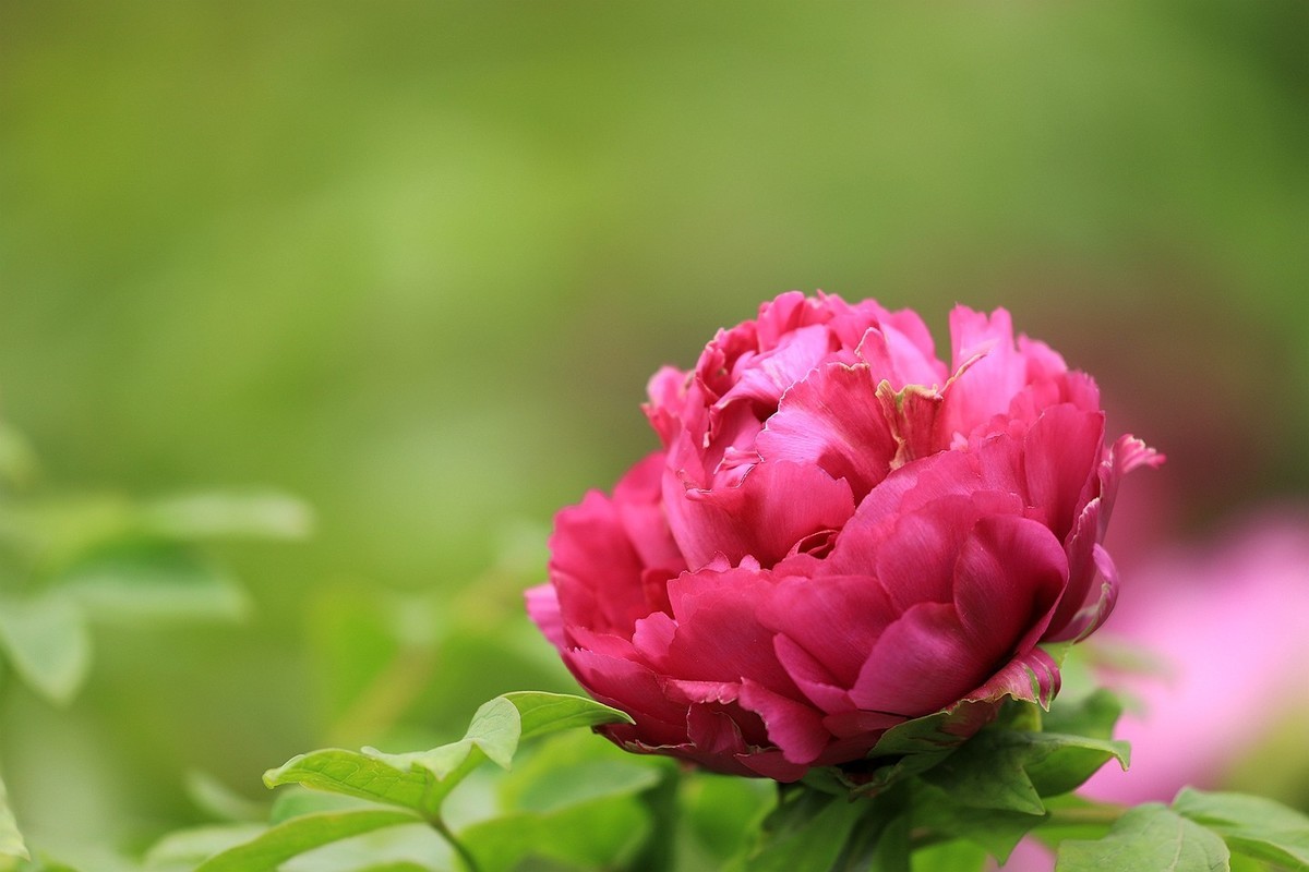 牡丹花【十四】2025.125