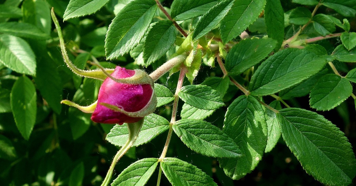 小花