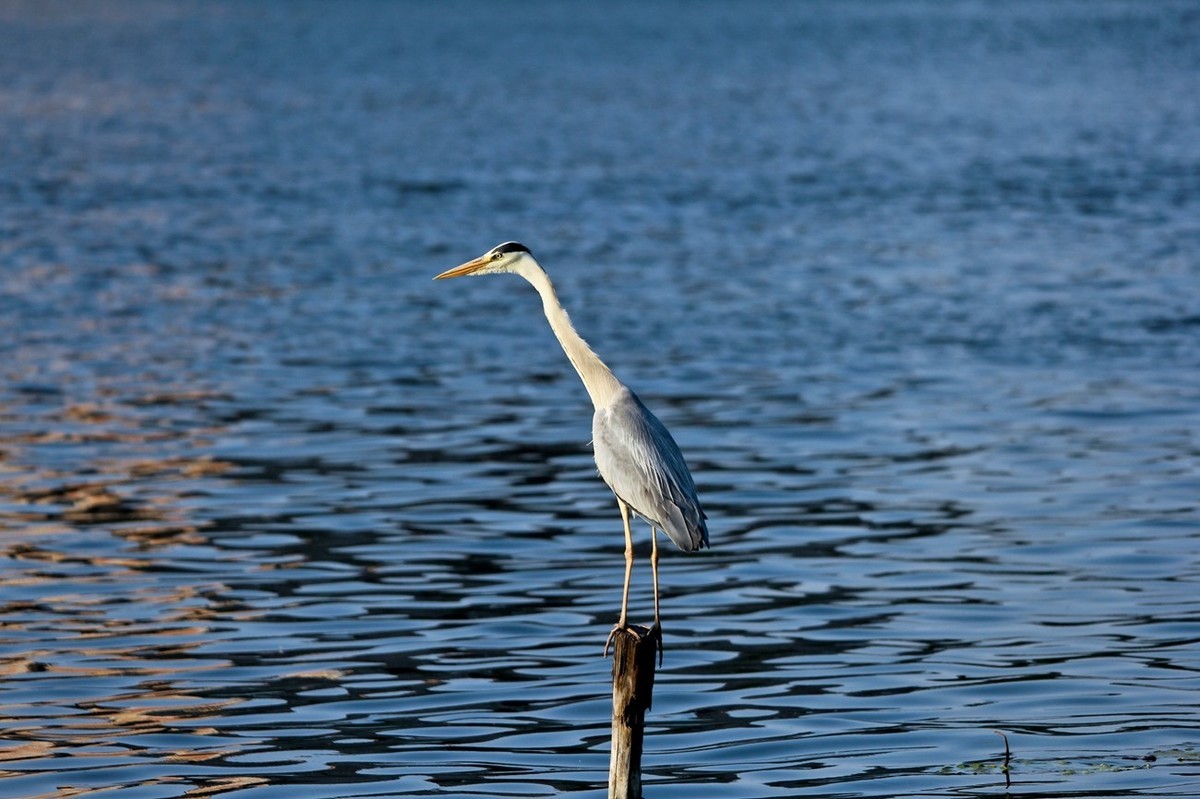抓拍——明湖苍鹭