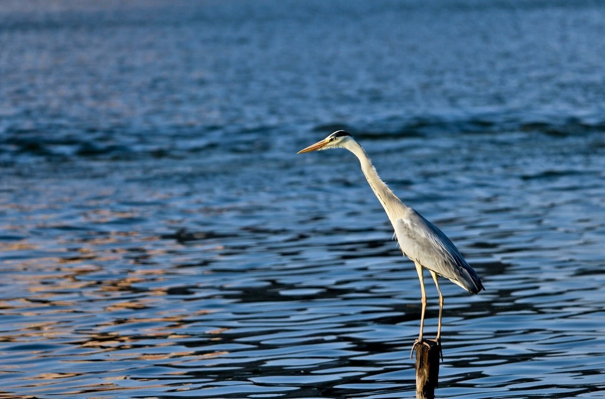 抓拍——明湖苍鹭