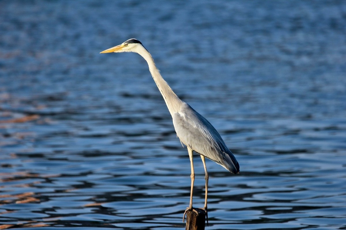 抓拍——明湖苍鹭