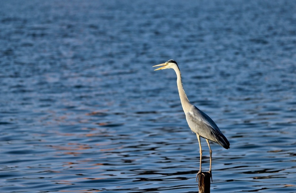 抓拍——明湖苍鹭