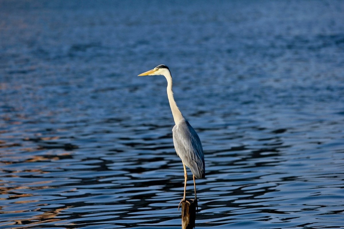 抓拍——明湖苍鹭