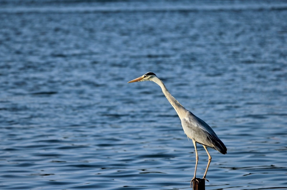 抓拍——明湖苍鹭