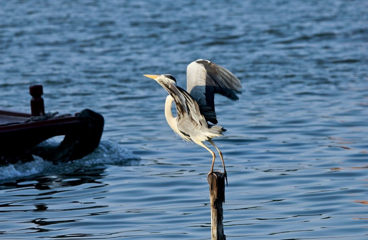 抓拍——明湖苍鹭