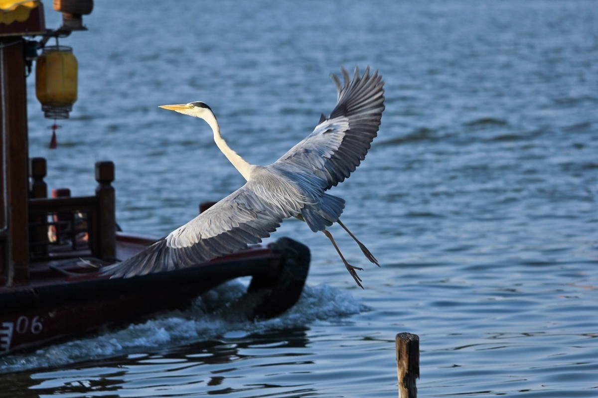抓拍——明湖苍鹭