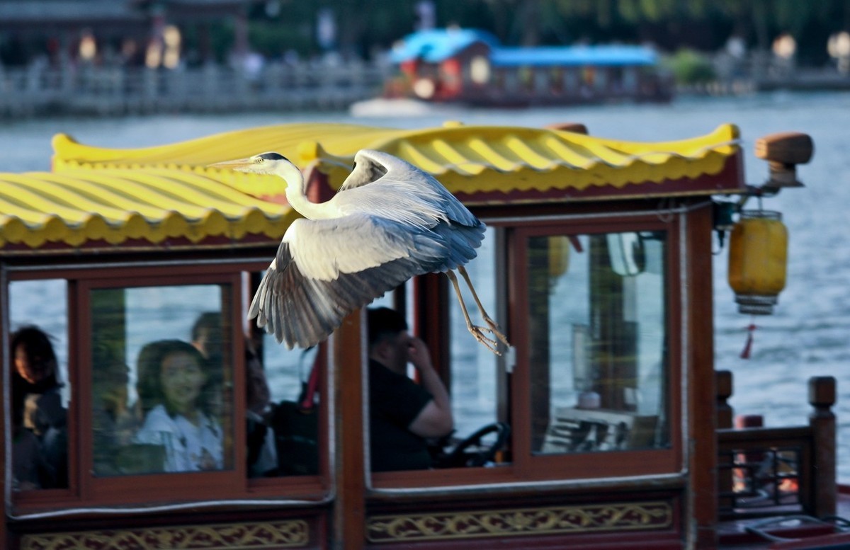 抓拍——明湖苍鹭