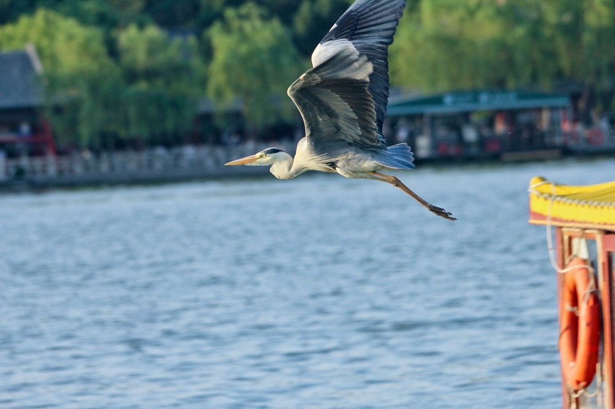 抓拍——明湖苍鹭