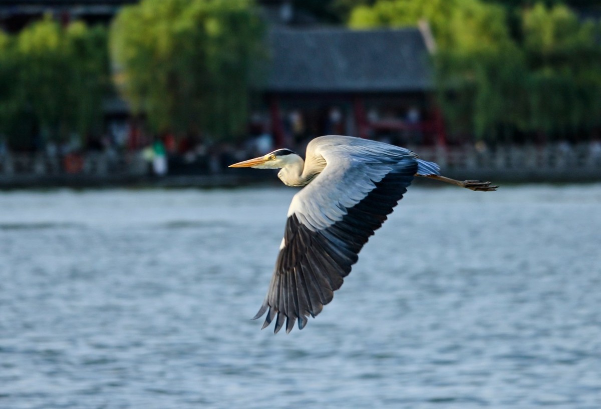 抓拍——明湖苍鹭