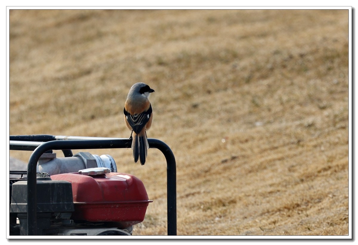 见鸟就拍2【2022-0171】