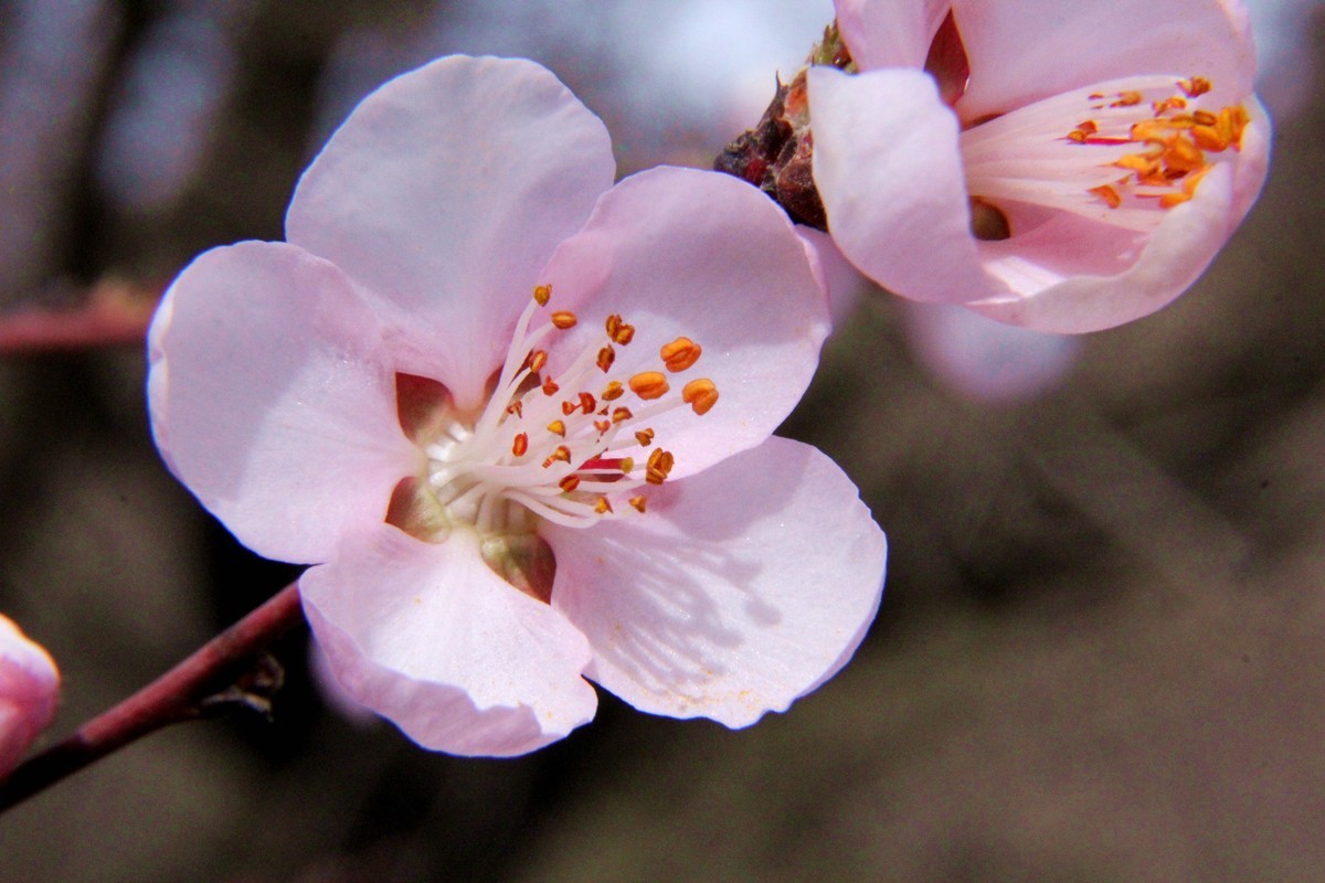 桃花 （32mm接圈试拍）