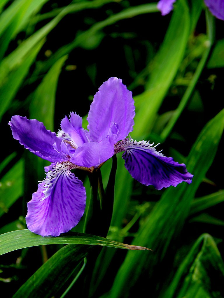 鸢尾花-3