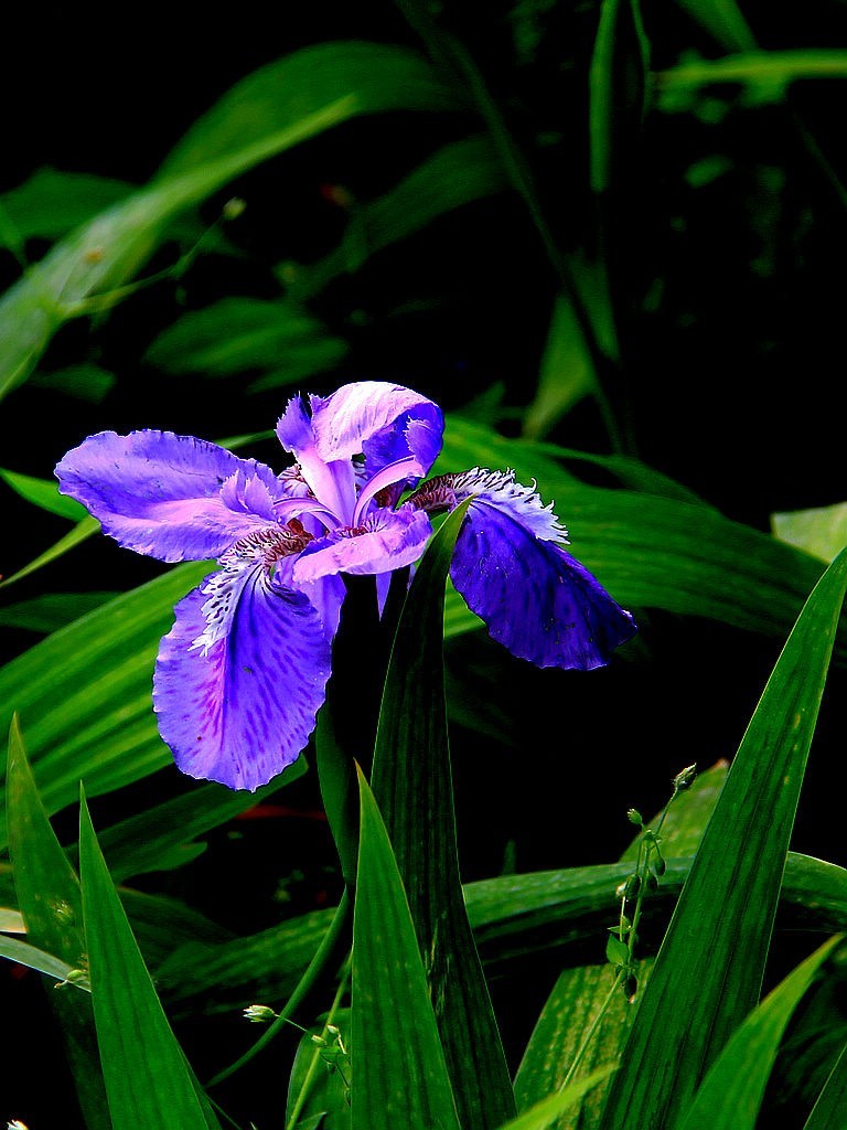 鸢尾花-3