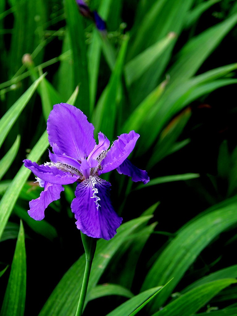 鸢尾花-3