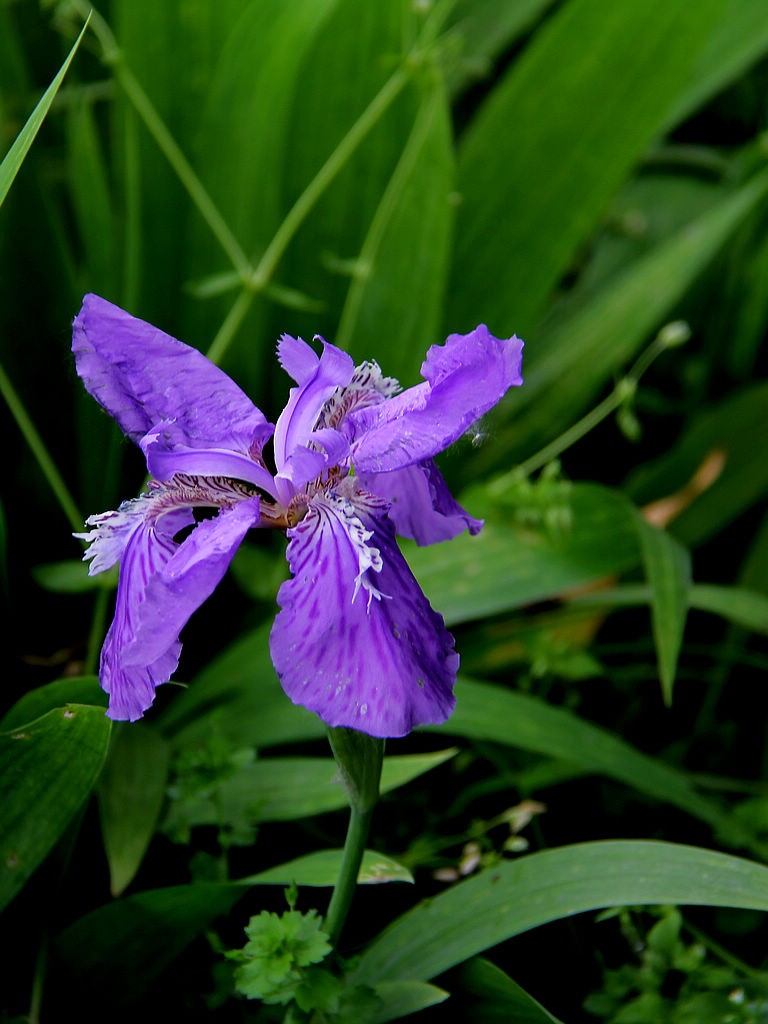 鸢尾花-3