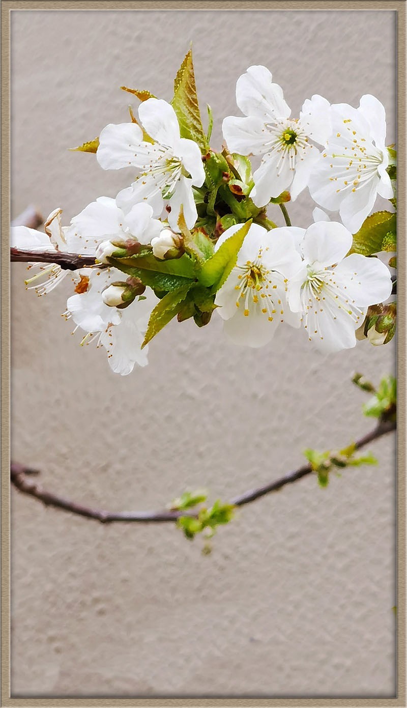 梨花美--祝五一节快乐