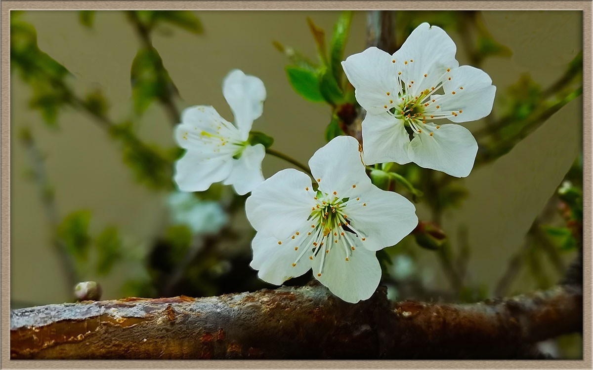 梨花美--祝五一节快乐