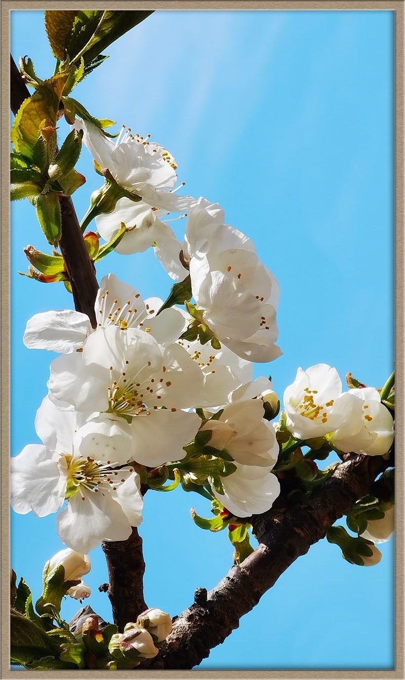 梨花美--祝五一节快乐