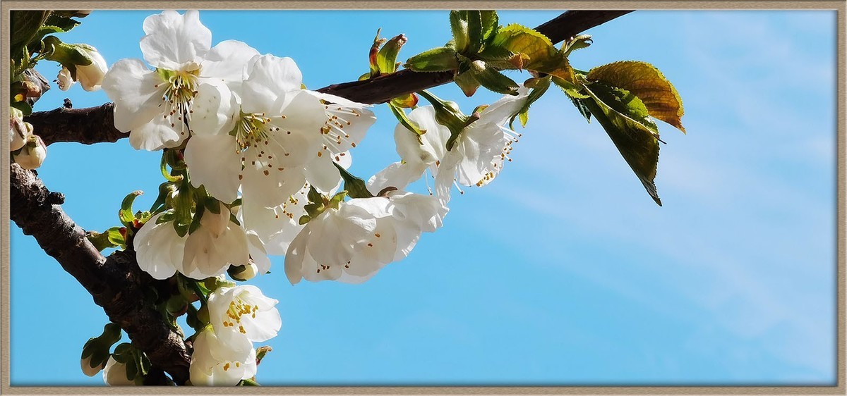 梨花美--祝五一节快乐