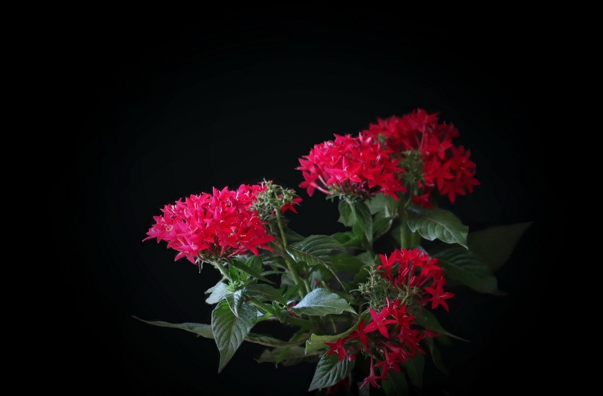 黑底龙船花