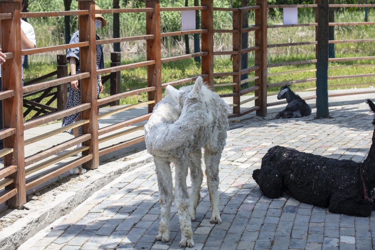 洪泽湖湿地公园5