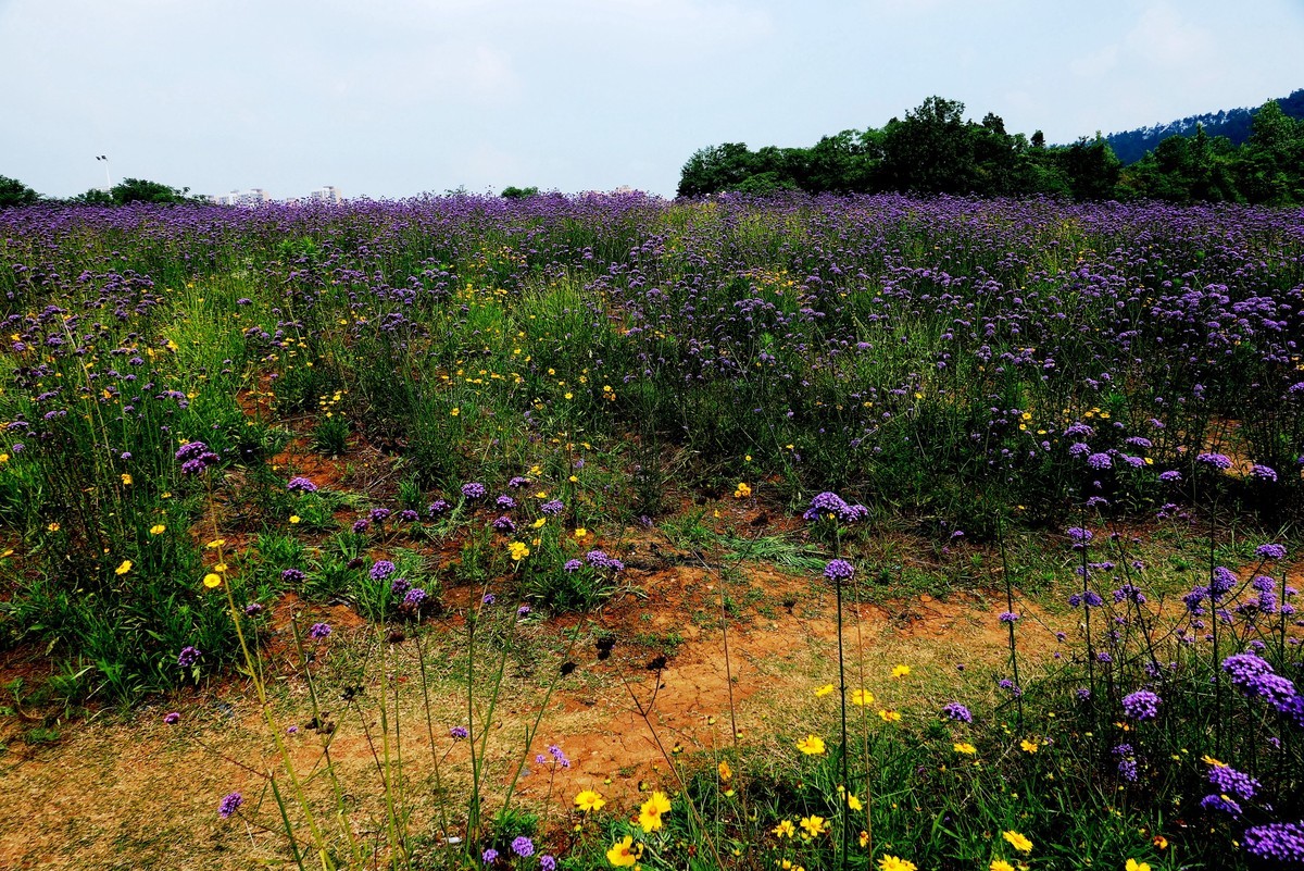 武汉映像---光谷四路的马蹄草！