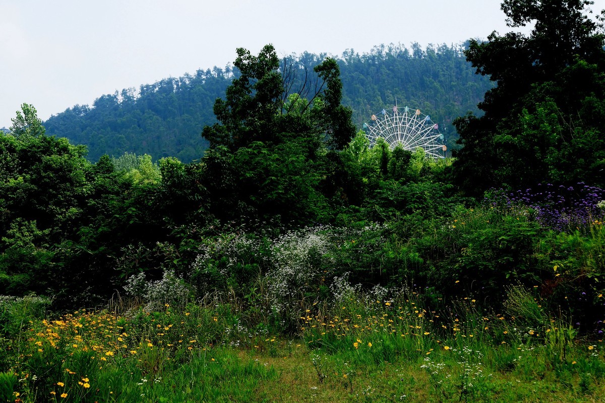 武汉映像---光谷四路的马蹄草！