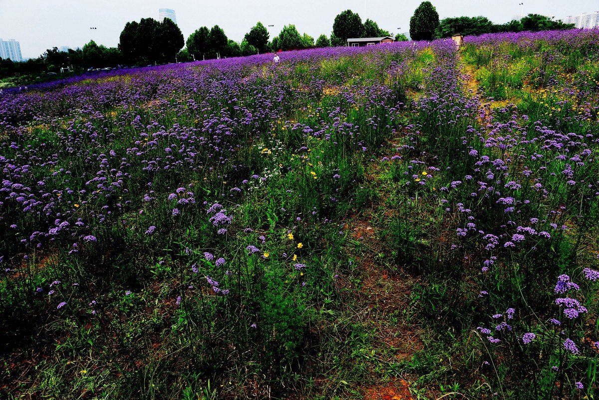 武汉映像---光谷四路的马蹄草！