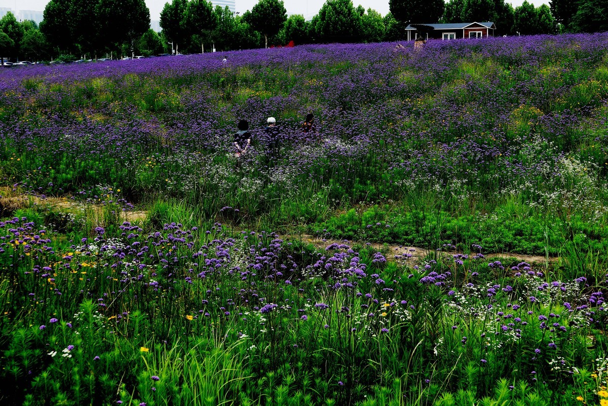 武汉映像---光谷四路的马蹄草！