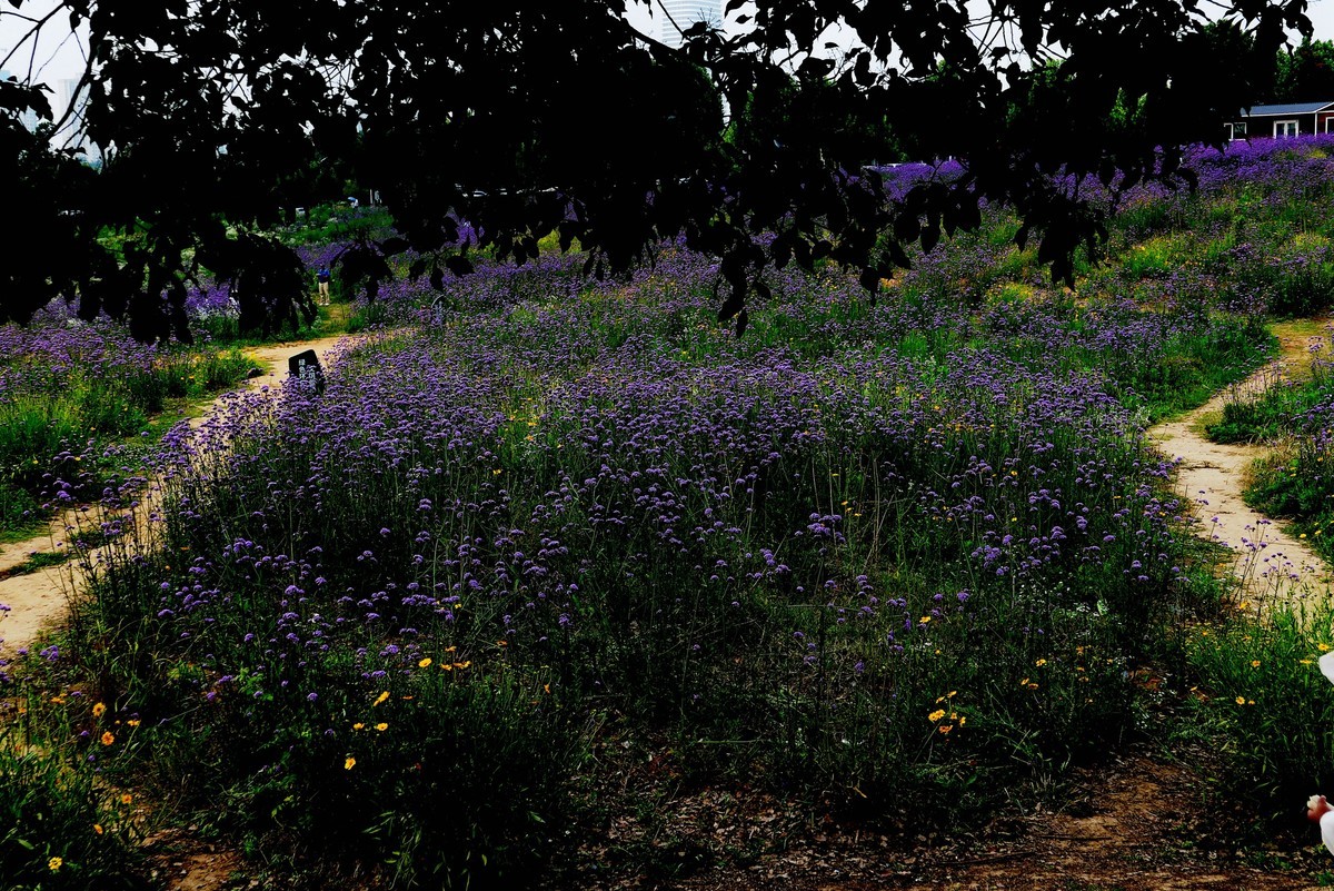 武汉映像---光谷四路的马蹄草！