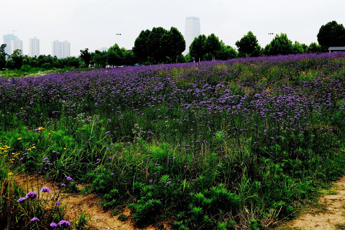武汉映像---光谷四路的马蹄草！