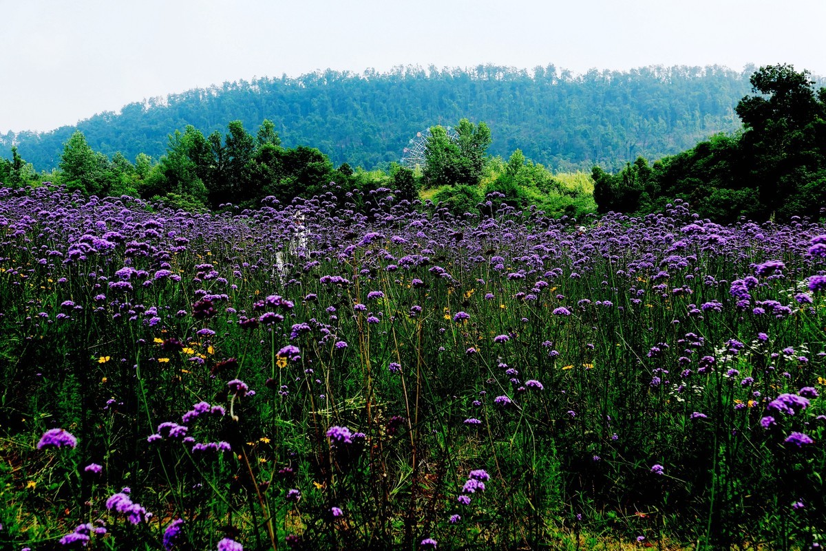 武汉映像---光谷四路的马蹄草！