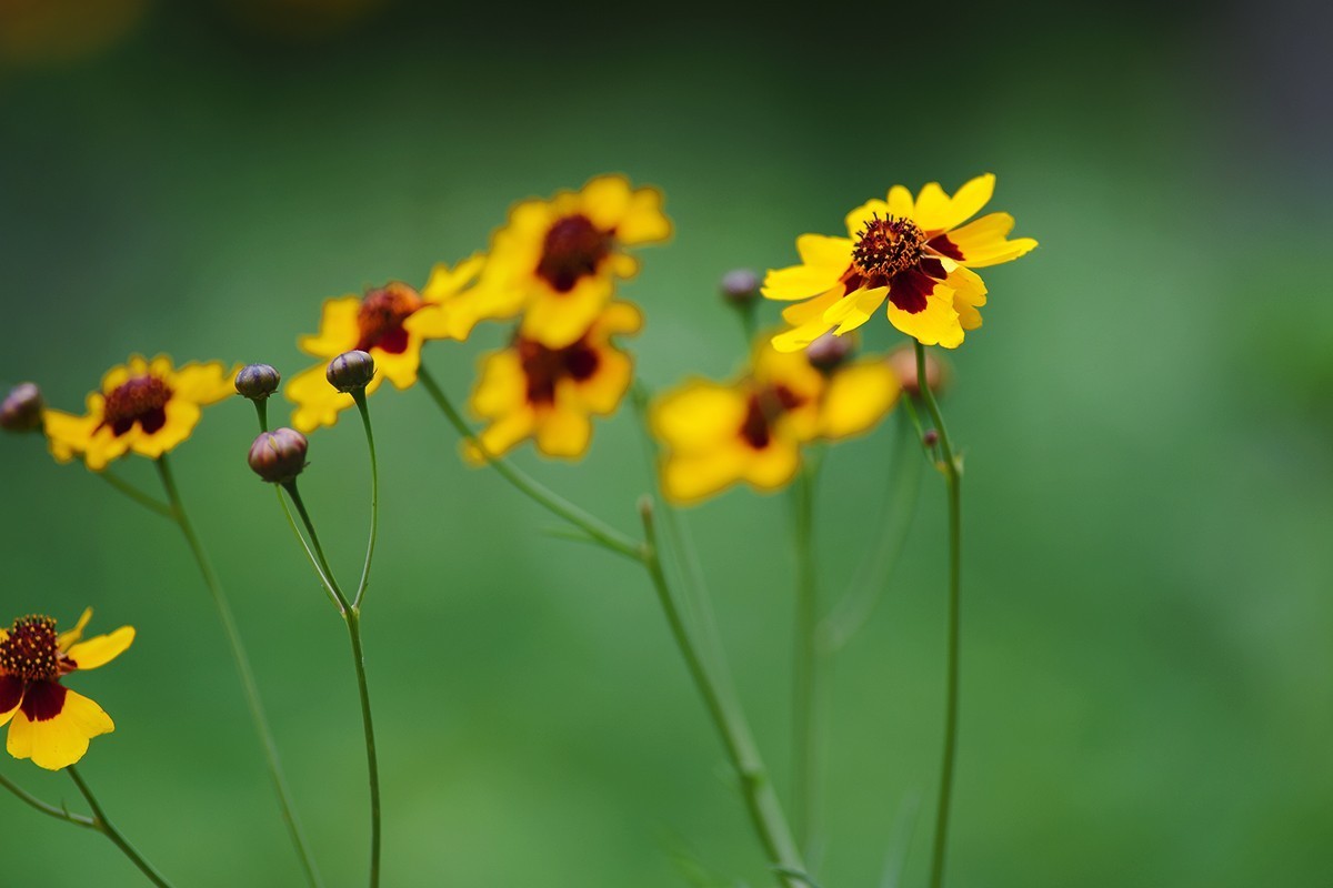 刚刚拍摄的小草花