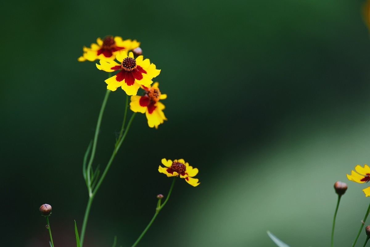 刚刚拍摄的小草花