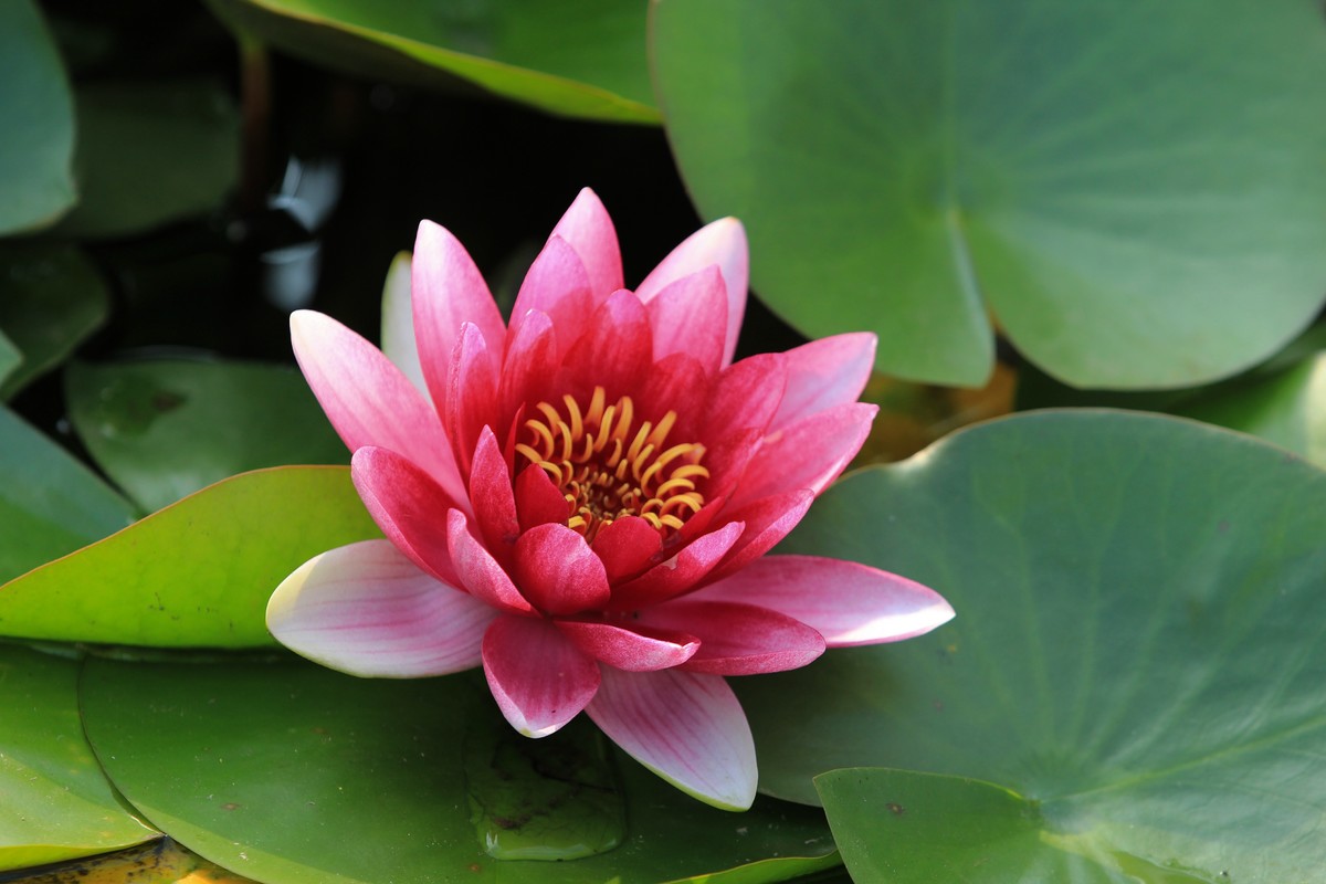 拍摄花卉一（350）