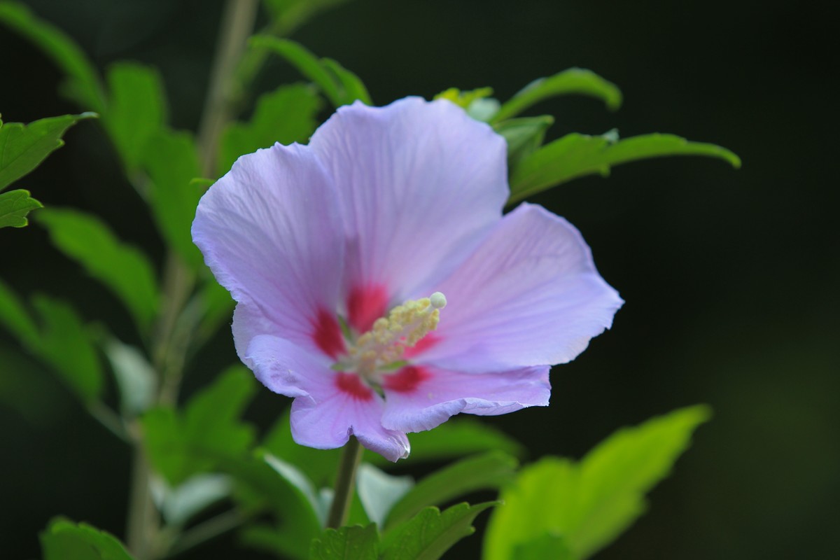 拍摄花卉一（350）