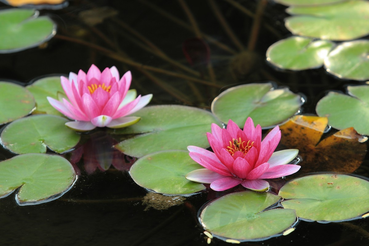 拍摄花卉一（350）