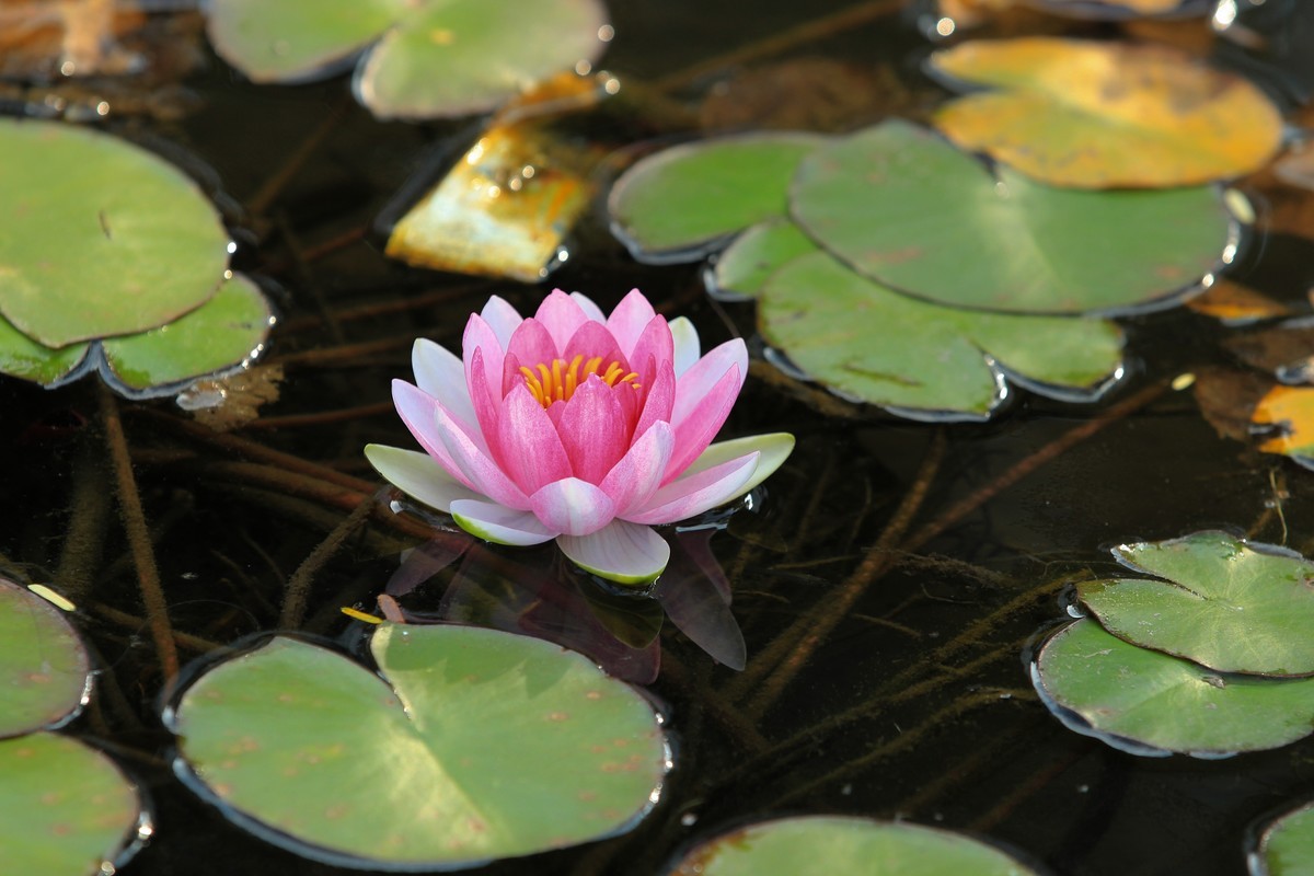 拍摄花卉一（350）