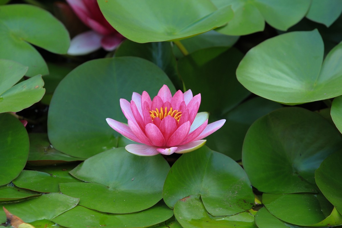 拍摄花卉一（350）