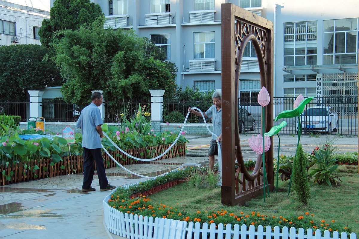 老片盆栽荷花=18